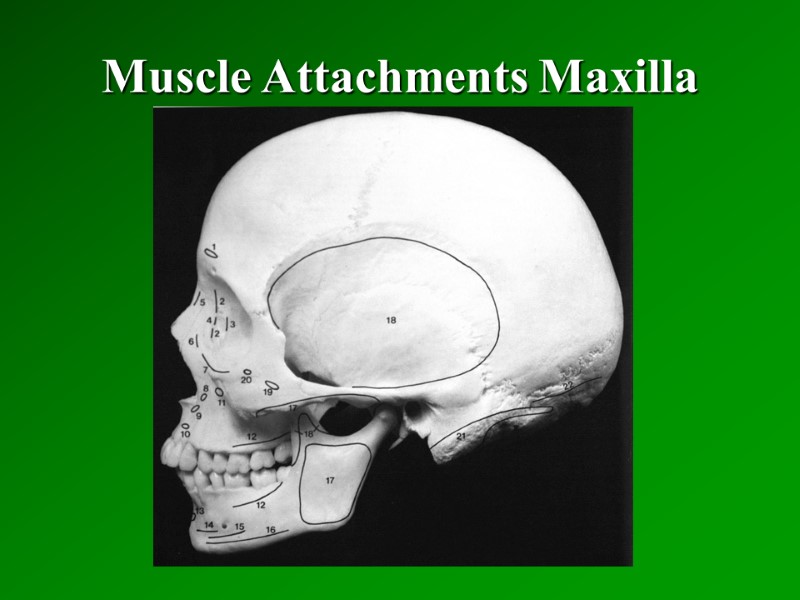 Muscle Attachments Maxilla